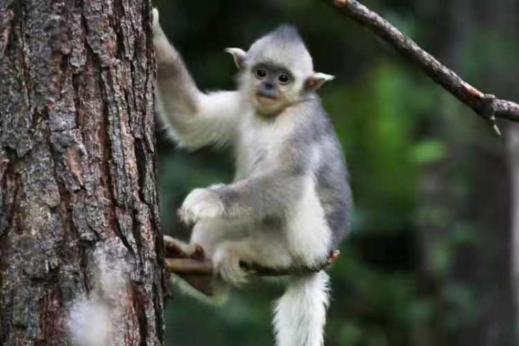 滇金丝猴_Rhinopithecus bieti.jpg