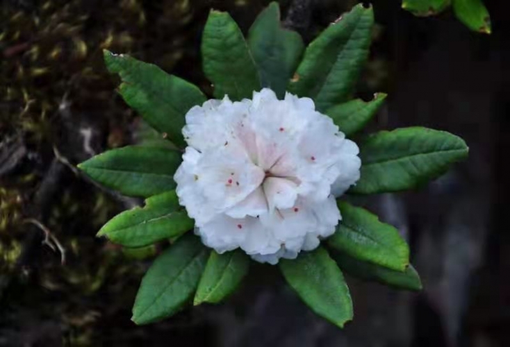 卷叶杜鹃_Rhododendron roxieanum Forrest.jpg