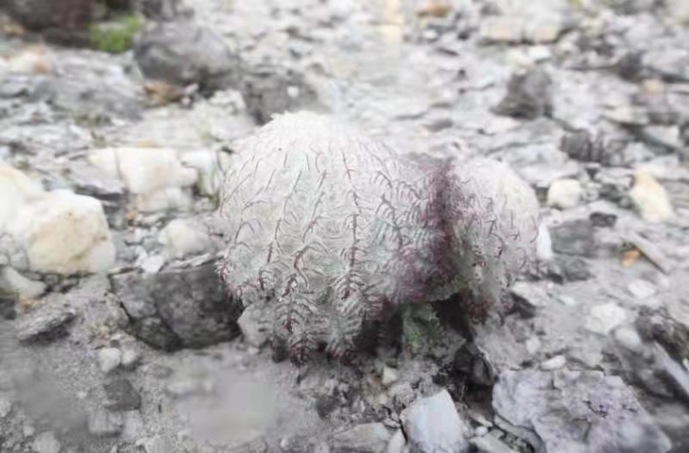 羽裂雪兔子_Saussurea leucoma Diels.jpg