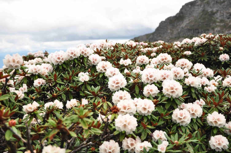 “政府 社会组织 社区和公众参与” 丽江老君山建立新型生物多样性保护模式 (3).jpg