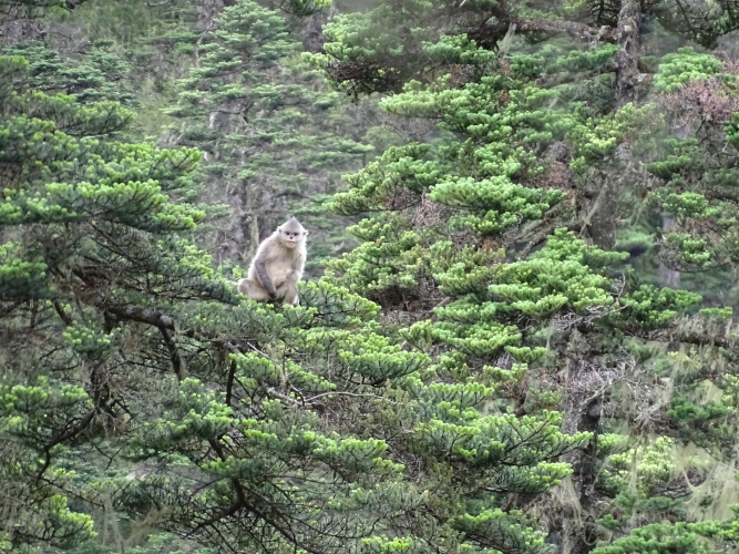 “政府 社会组织 社区和公众参与” 丽江老君山建立新型生物多样性保护模式 (2).jpg