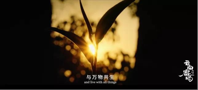 COP15云南宣传片发布！《云南密码》为您解密云南29.jpg