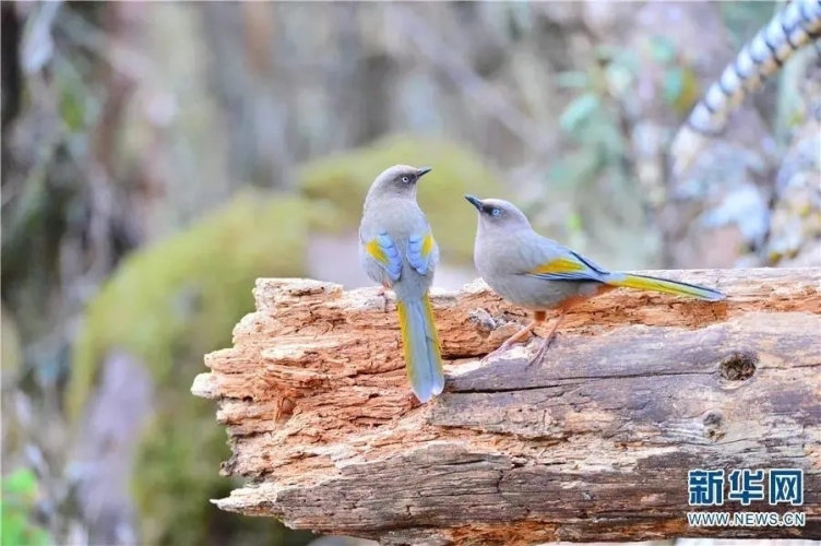 来丽江吧！游走在青山绿水间，遇见生物多样性之美