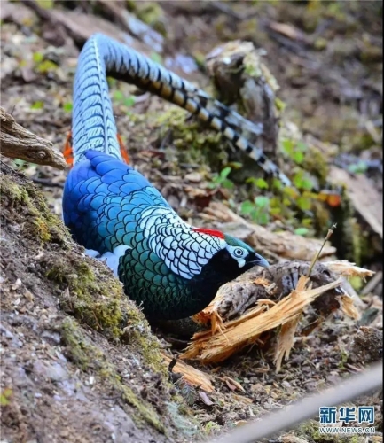 来丽江吧！游走在青山绿水间，遇见生物多样性之美