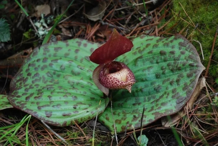 来丽江吧！游走在青山绿水间，遇见生物多样性之美
