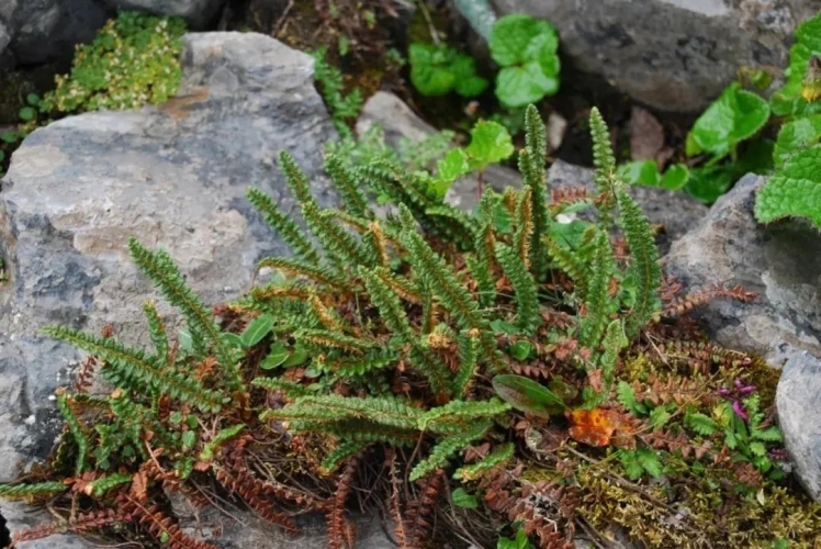 来丽江吧！游走在青山绿水间，遇见生物多样性之美