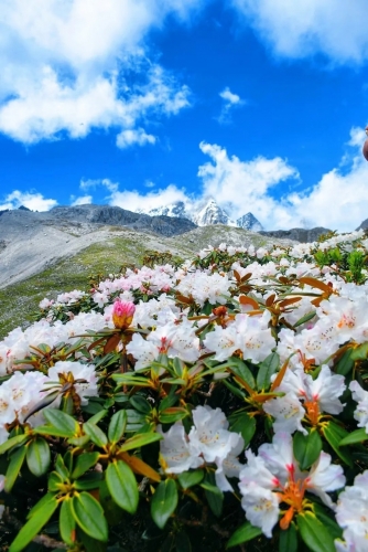 来丽江吧！游走在青山绿水间，遇见生物多样性之美