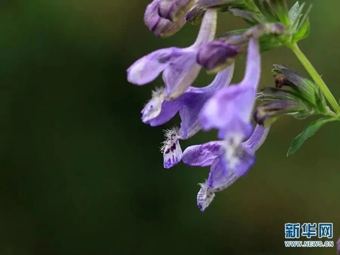 来丽江吧！游走在青山绿水间，遇见生物多样性之美