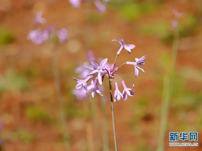 来丽江吧！游走在青山绿水间，遇见生物多样性之美