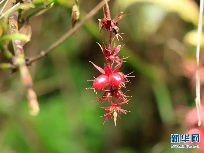 来丽江吧！游走在青山绿水间，遇见生物多样性之美
