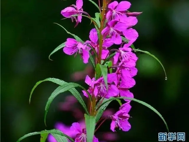 来丽江吧！游走在青山绿水间，遇见生物多样性之美