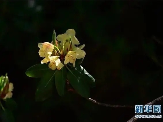 来丽江吧！游走在青山绿水间，遇见生物多样性之美