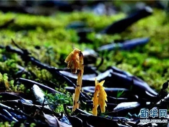 来丽江吧！游走在青山绿水间，遇见生物多样性之美