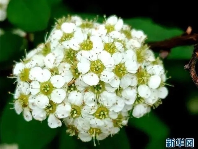 来丽江吧！游走在青山绿水间，遇见生物多样性之美