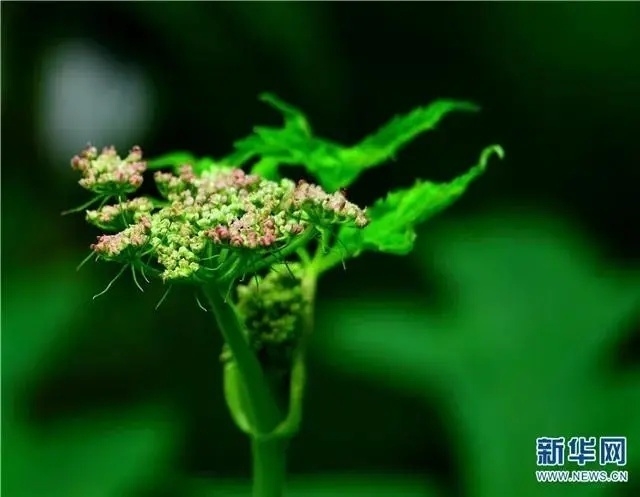 来丽江吧！游走在青山绿水间，遇见生物多样性之美