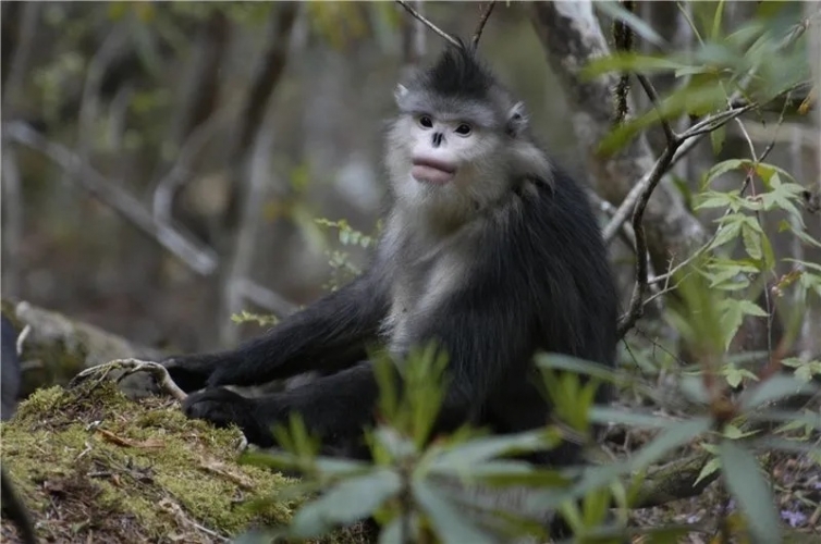 来丽江吧！游走在青山绿水间，遇见生物多样性之美