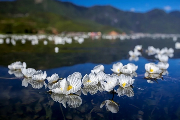 来丽江吧！游走在青山绿水间，遇见生物多样性之美
