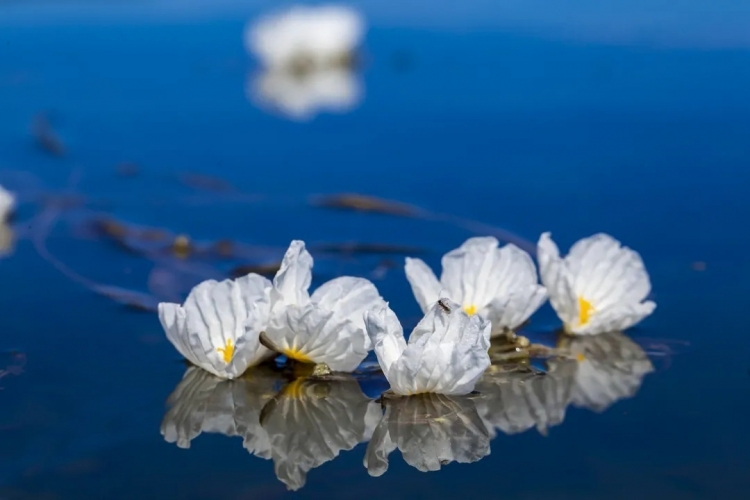来丽江吧！游走在青山绿水间，遇见生物多样性之美