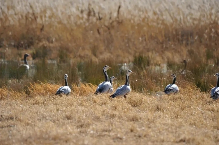 来丽江吧！游走在青山绿水间，遇见生物多样性之美