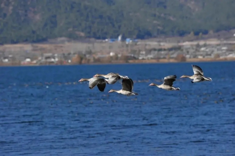 来丽江吧！游走在青山绿水间，遇见生物多样性之美