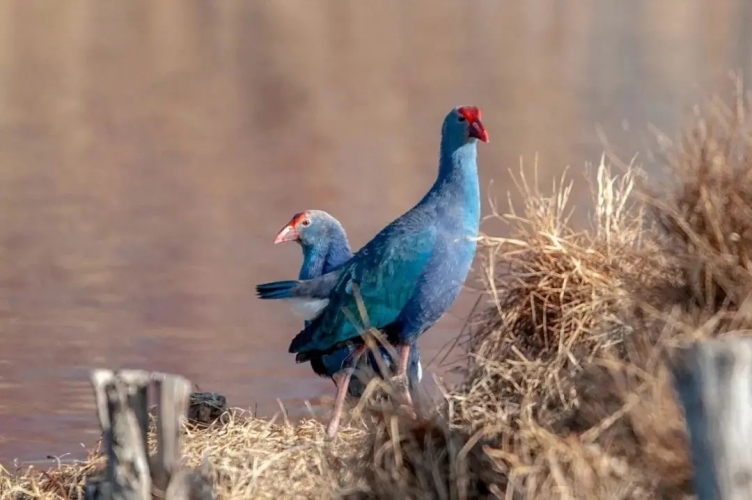 来丽江吧！游走在青山绿水间，遇见生物多样性之美