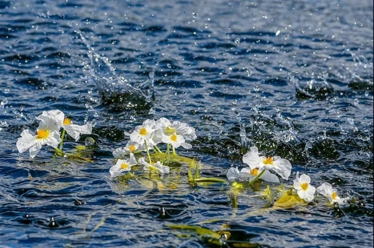 来丽江吧！游走在青山绿水间，遇见生物多样性之美