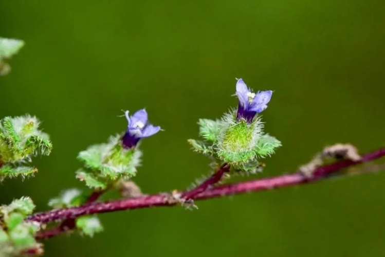 来丽江吧！游走在青山绿水间，遇见生物多样性之美
