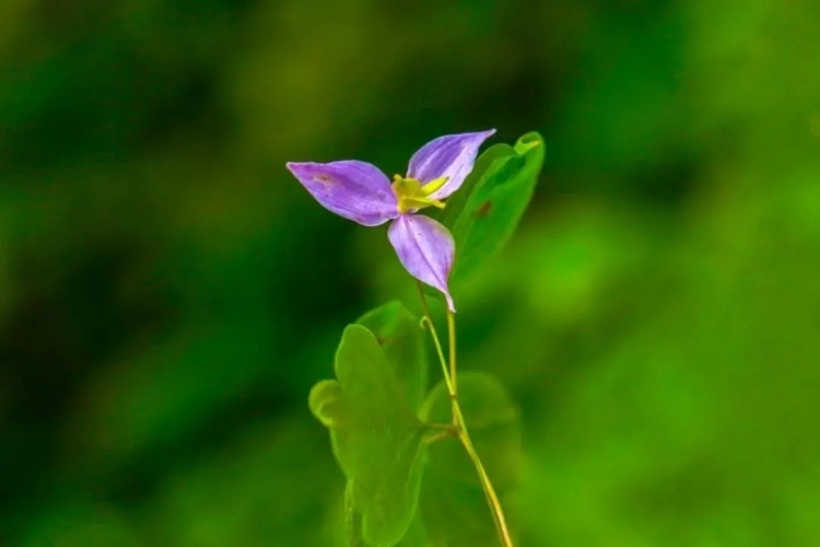 来丽江吧！游走在青山绿水间，遇见生物多样性之美