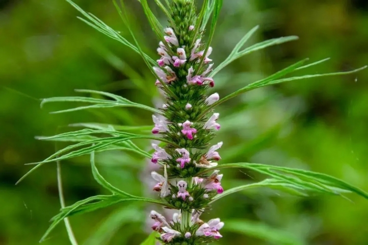 来丽江吧！游走在青山绿水间，遇见生物多样性之美
