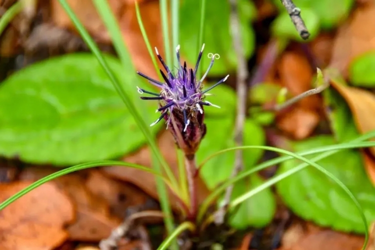 来丽江吧！游走在青山绿水间，遇见生物多样性之美