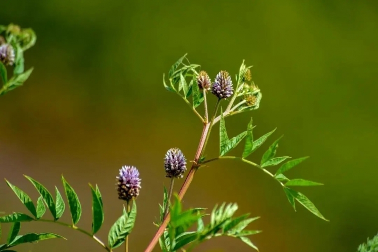 来丽江吧！游走在青山绿水间，遇见生物多样性之美