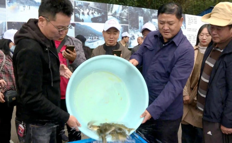 投放13万尾珍稀土著鱼！玉龙县石鼓江段举行鱼类增殖放流活动