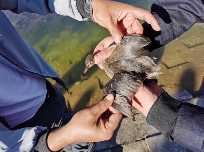 幼鸭“逛”医院，民警接力“送”回栖息地