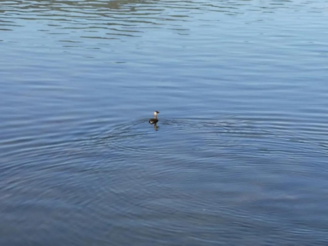 幼鸭“逛”医院，民警接力“送”回栖息地