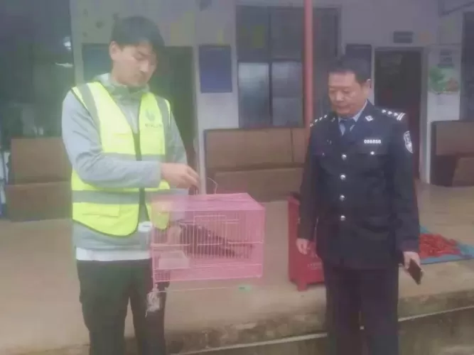 受伤雀鹰“夜闯”民宅，竟是国家二级保护动物