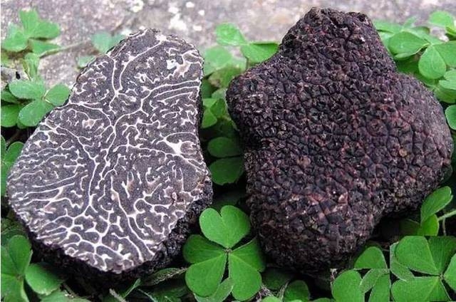 黑松露发布会在丽江举行，推动松露产业可持续发展 (2).jpg