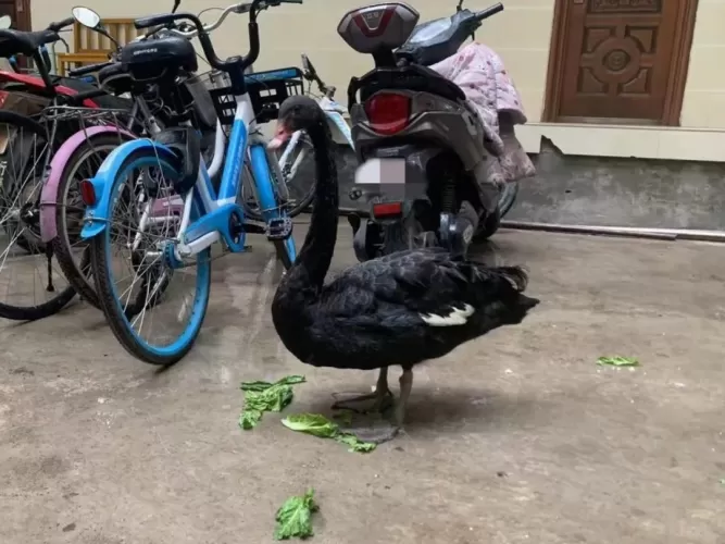 古城警方及时救助国家二级保护动物黑天鹅