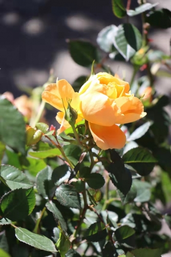 去逛棒棒会，探寻丽江今年最后的“年味”