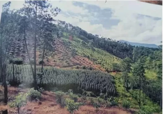 擅自改变林地用途，即使是自家用地也要被罚！