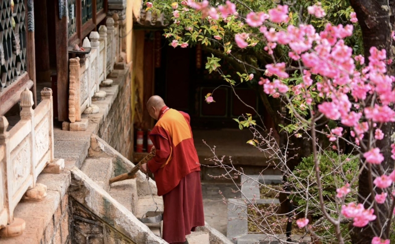 丽江普济寺樱花古树竞相开放 游人纷至沓来 (1).jpg