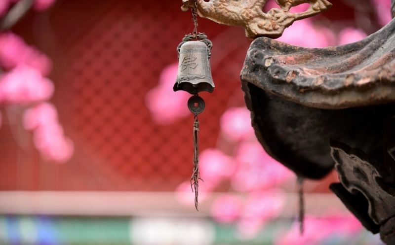 丽江普济寺樱花古树竞相开放 游人纷至沓来 (2).jpg