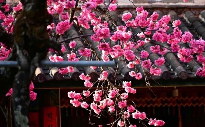 丽江普济寺樱花古树竞相开放 游人纷至沓来 (3).jpg