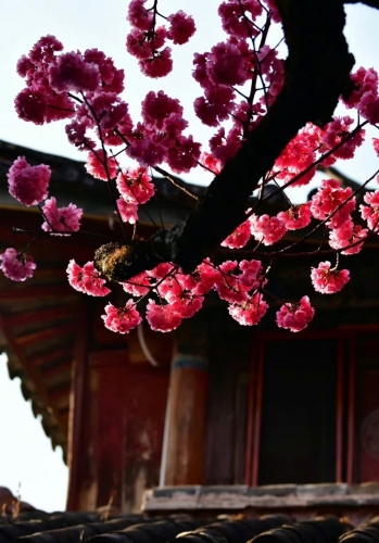 丽江普济寺樱花古树竞相开放 游人纷至沓来 (4).jpg