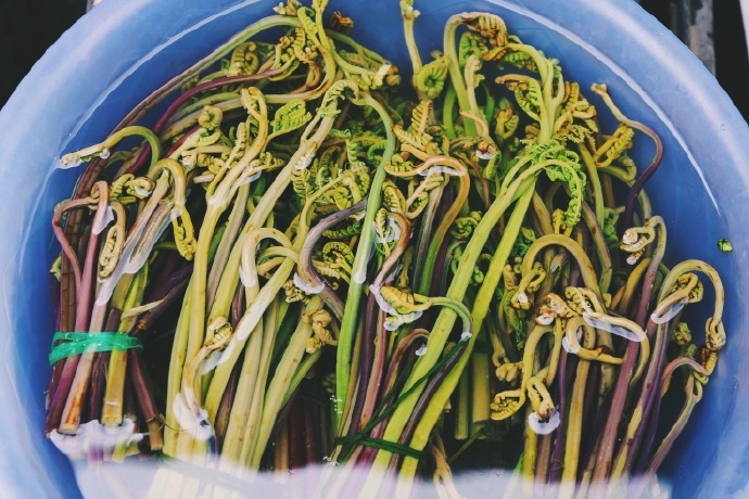 丽江人把春天吃进肚子里