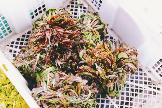 丽江人把春天吃进肚子里