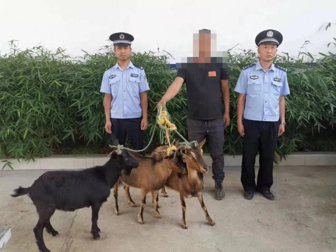 永胜民警两小时帮助群众找回被盗的山羊