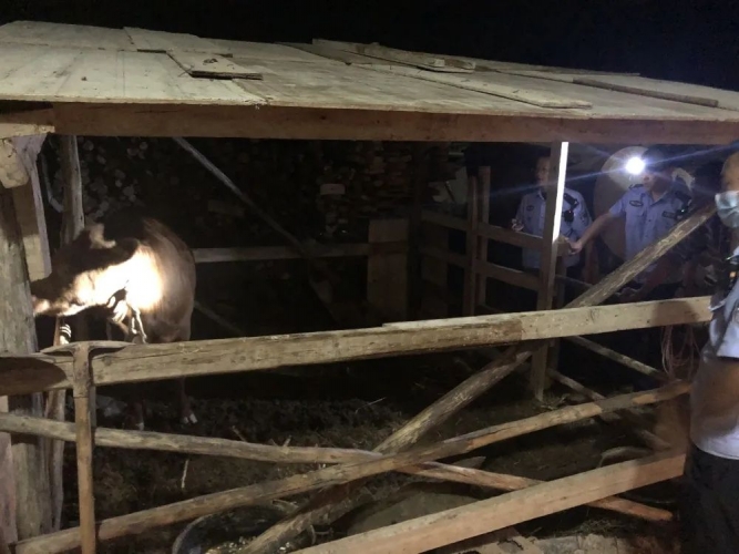 农耕时节牛丢失，永胜民警连夜快寻回