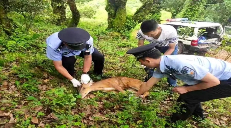 华坪县有野生动物落水，竟是国家“三有”保护动物