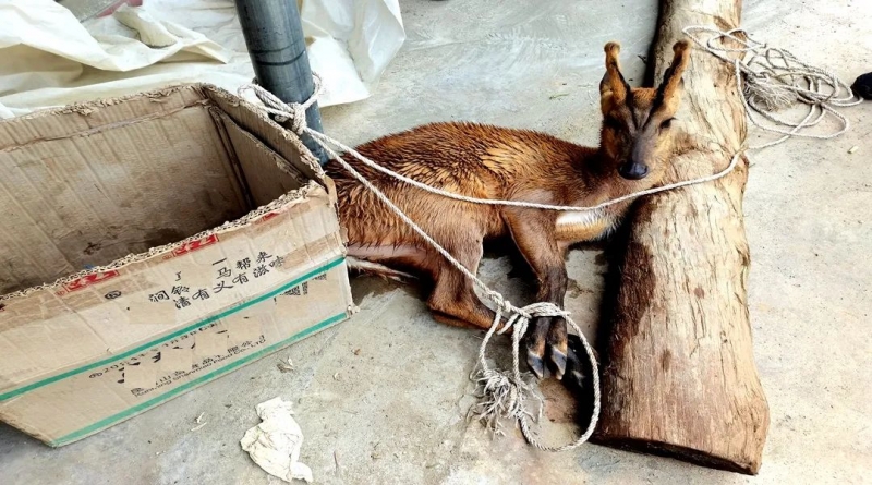 华坪县有野生动物落水，竟是国家“三有”保护动物