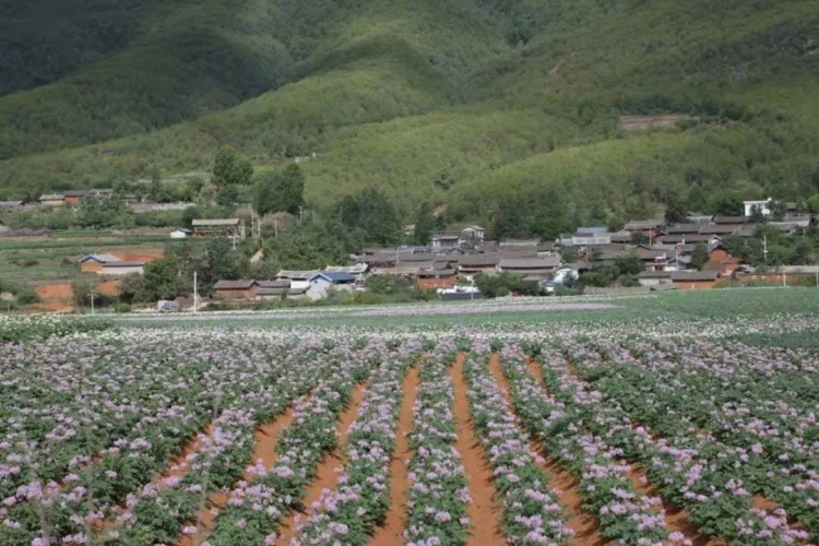 市两办印发三年行动方案 促进脱贫人口持续增收